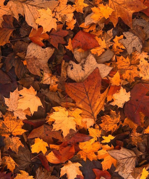 The Autumn Equinox: A Seasonal Reset for Balance & Healing